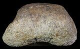 Hadrosaur Toe Bone - Alberta (Disposition #-) #71657-2